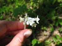 Forget Me Not2  Wild Comfrey, For-get-me-not (Cynoglossum virginianum) weak tea used for forgetfulness, and poultice as a cell prolificant.